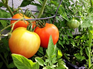 The first tomatoes of summer