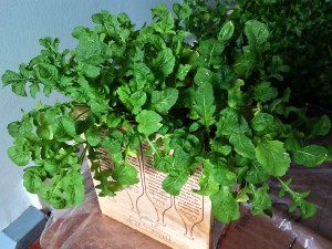 Winter salad arugula grown indoors